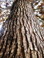 Definition & pronunciation of bark