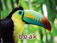 Definition & pronunciation of beak