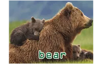 Definition & pronunciation of bear