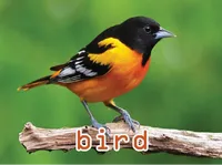Definition & pronunciation of bird