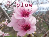 Definition & pronunciation of blow