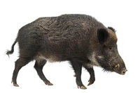 Definition & pronunciation of boar