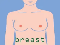 Definition & pronunciation of breast
