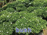 Definition & pronunciation of bush