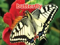 Definition & pronunciation of butterfly