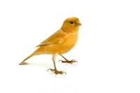 Definition & pronunciation of canary