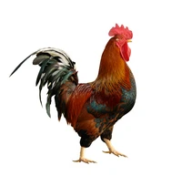Definition & pronunciation of cock