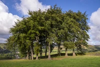 Definition & pronunciation of copse