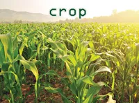 Definition & pronunciation of crop