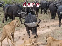 Definition & pronunciation of dare