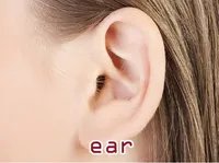 Definition & pronunciation of ear