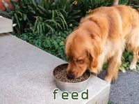 Definition & pronunciation of feed