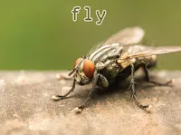 Definition & pronunciation of fly
