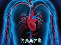 Definition & pronunciation of heart