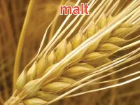 Definition & pronunciation of malt