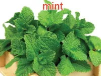 Definition & pronunciation of mint