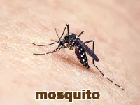 Definition & pronunciation of mosquito