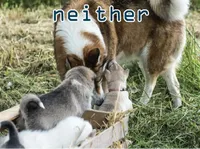 Definition & pronunciation of neither