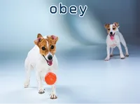 Definition & pronunciation of obey