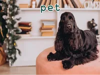 Definition & pronunciation of pet