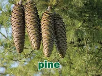Definition & pronunciation of pine