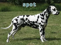 Definition & pronunciation of spot