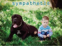 Definition & pronunciation of sympathetic