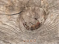 Definition & pronunciation of wood