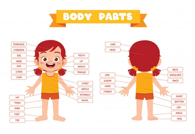 English vocabulary by topic: Human body