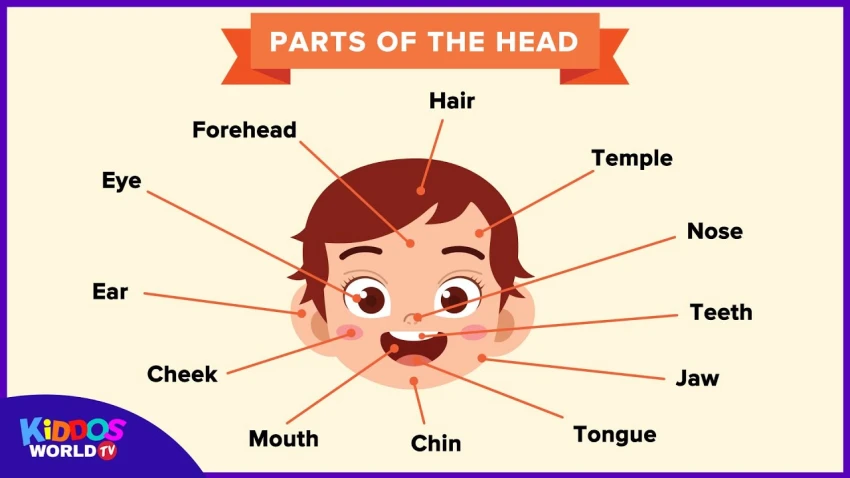 English Vocabulary on Human Body Parts