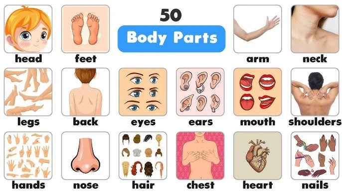 English Vocabulary on Human Body Parts