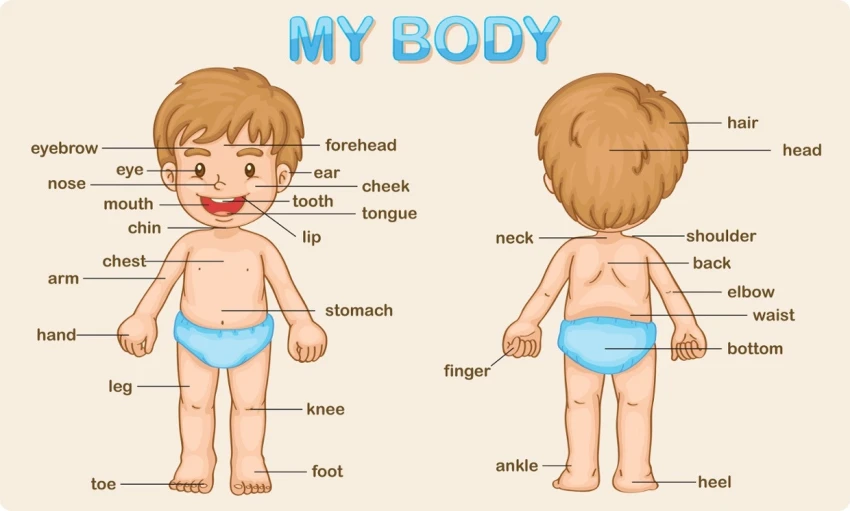 English vocabulary by topic: Human body