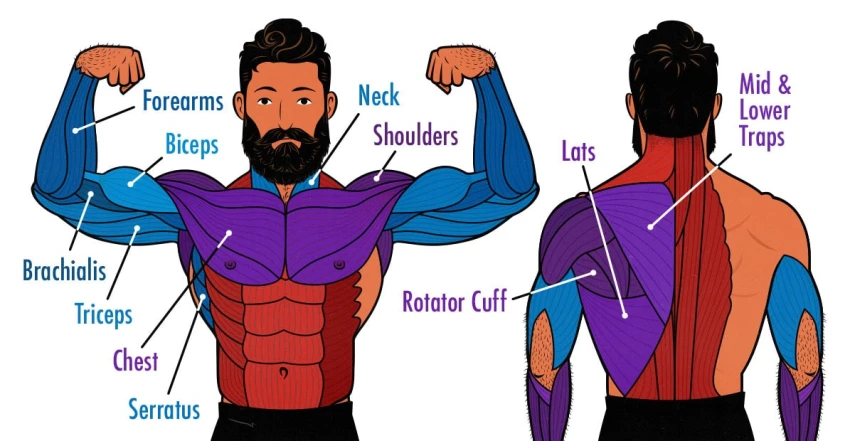 English Vocabulary on Human Body Parts