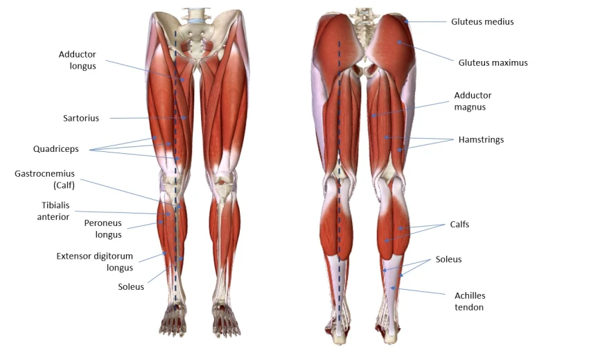 English Vocabulary on Human Body Parts