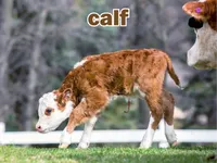 Definition & pronunciation of calf