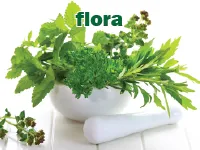Definition & pronunciation of flora