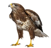 Definition & pronunciation of hawk