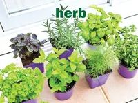 Definition & pronunciation of herb