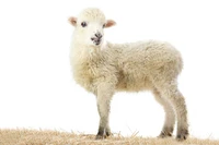 Definition & pronunciation of lamb