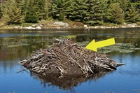 Definition & pronunciation of lodge