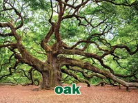 Definition & pronunciation of oak
