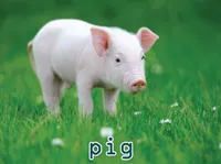 Definition & pronunciation of pig