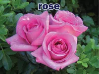 Definition & pronunciation of rose